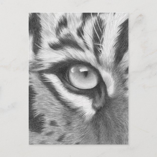 Postal Tigerauge - Bleistiftzeichnung (Anverso)