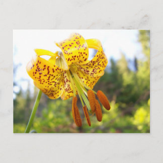 Postal Tigerlily