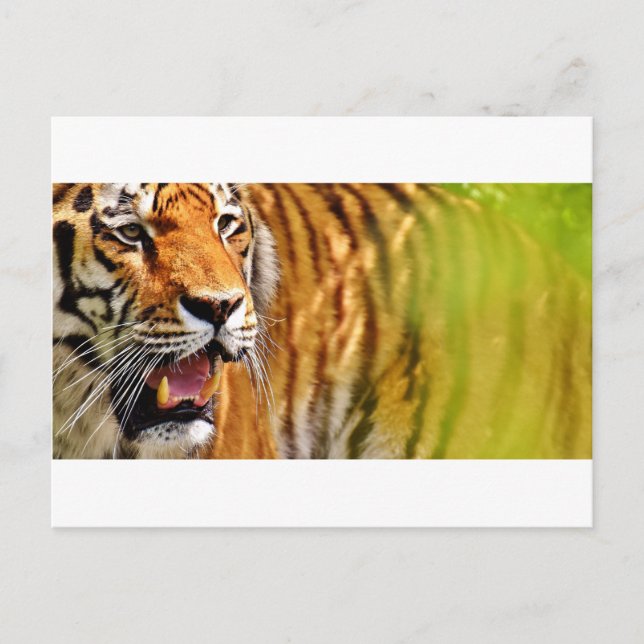 Postal tiget-me (Anverso)