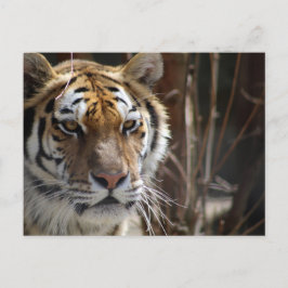 Postal Tigre