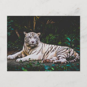 Postal Tigre