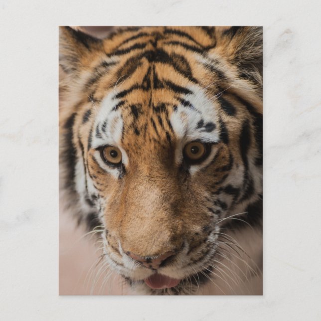 Postal Tigre (Anverso)