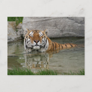 Postal tigre