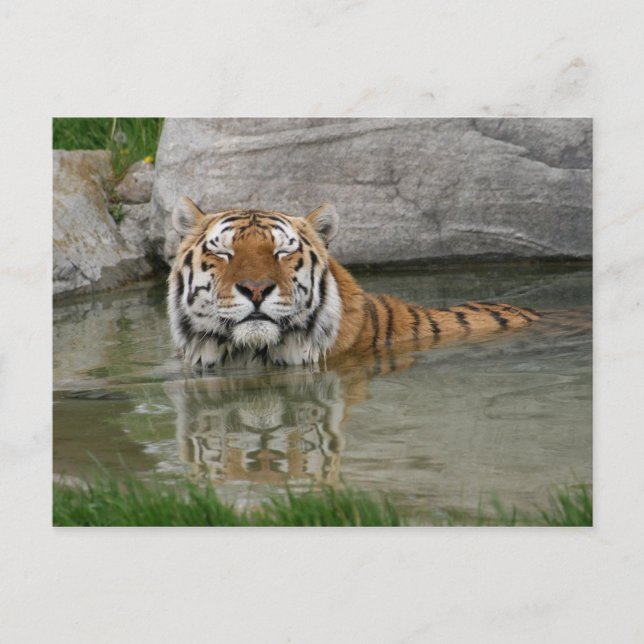 Postal tigre (Anverso)