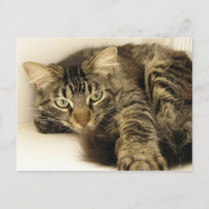 Postal Tigre