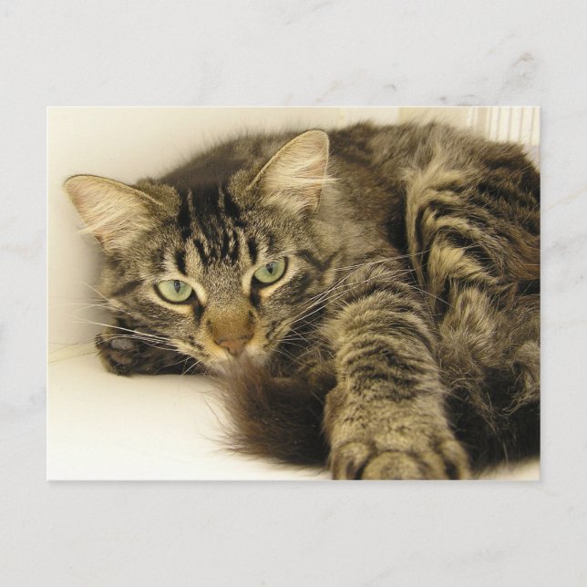 Postal Tigre (Anverso)