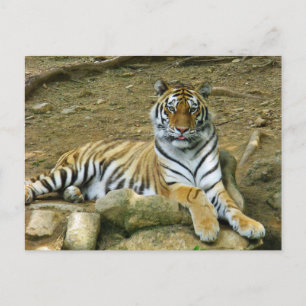Postal Tigre