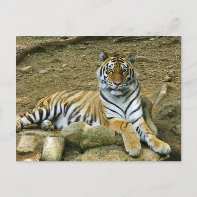 Postal Tigre (Anverso)