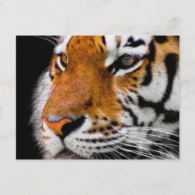 Postal Tigre (Anverso)