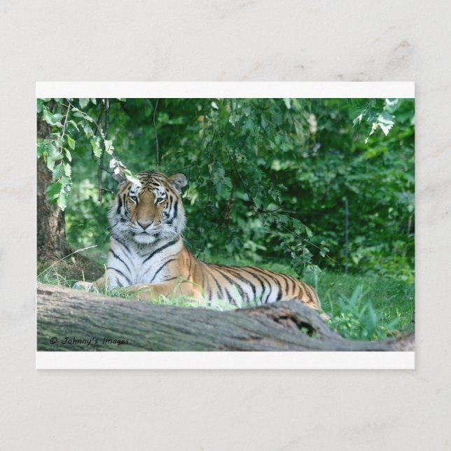 Postal Tigre (Anverso)