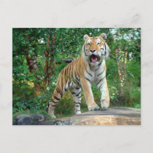 Postal tigre