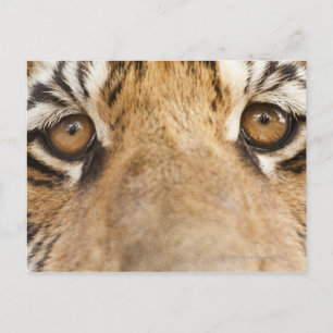 Postal Tigre