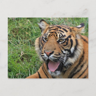 Postal Tigre