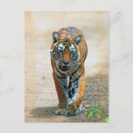 Postal tigre
