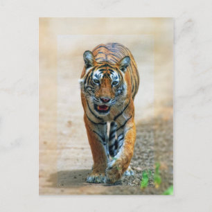 Postal tigre