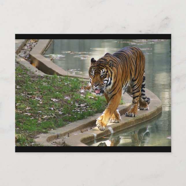 Postal tigre (Anverso)