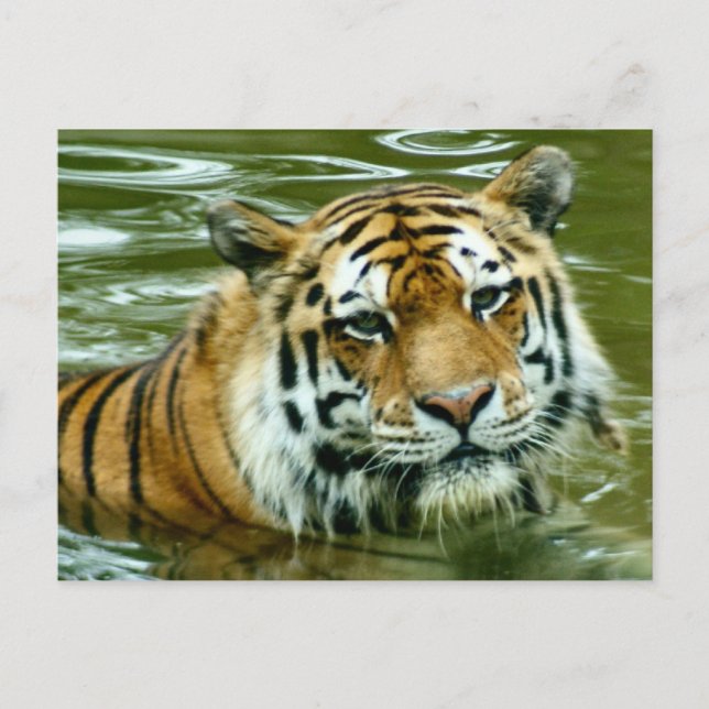 Postal Tigre (Anverso)