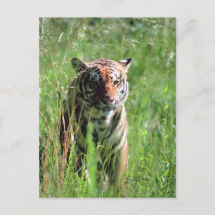 Postal Tigre