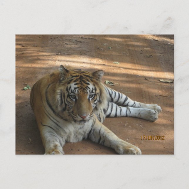 Postal Tigre (Anverso)