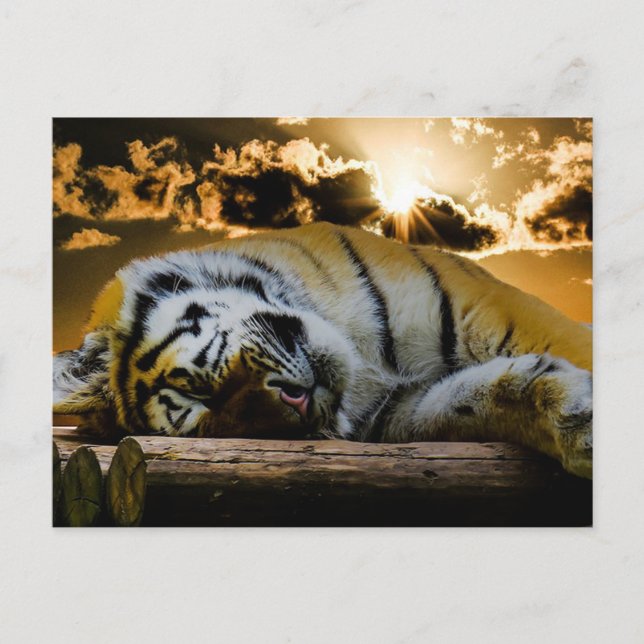 Postal Tigre (Anverso)
