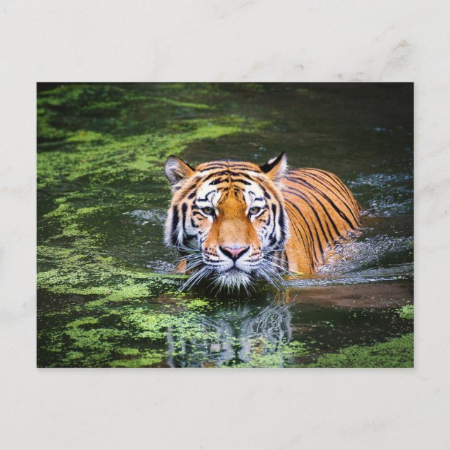 Postal tigre (Anverso)