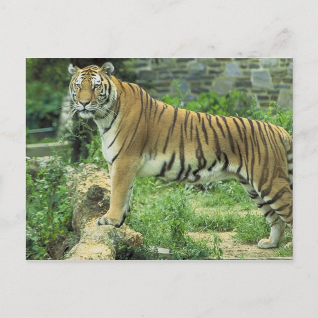 Postal Tigre (Anverso)