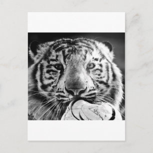 Postal Tigre
