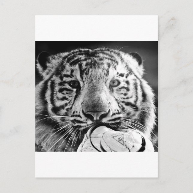 Postal Tigre (Anverso)