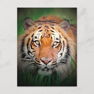 Postal Tigre