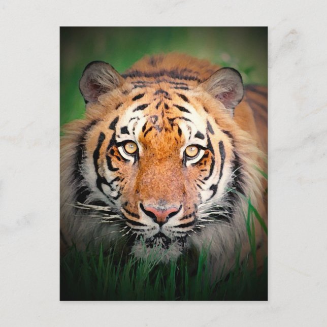 Postal Tigre (Anverso)