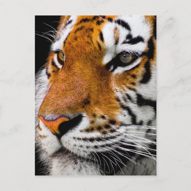Postal Tigre (Anverso)