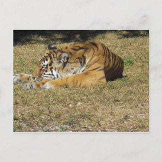 Postal Tigre
