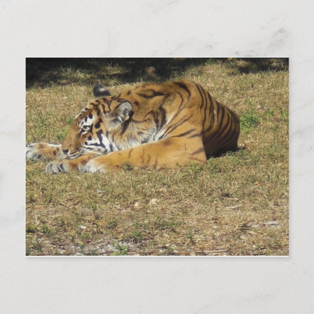 Postal Tigre (Anverso)