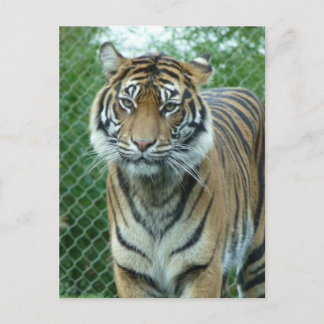 Postal Tigre