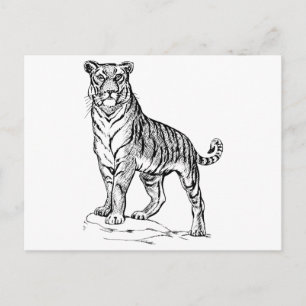 Postal Tigre
