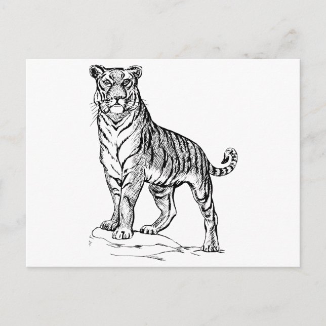 Postal Tigre (Anverso)