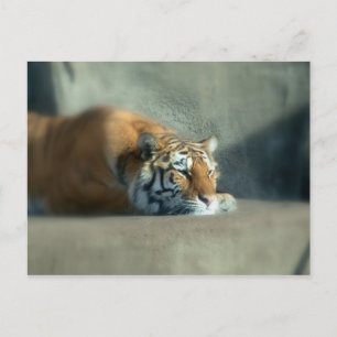 Postal tigre2
