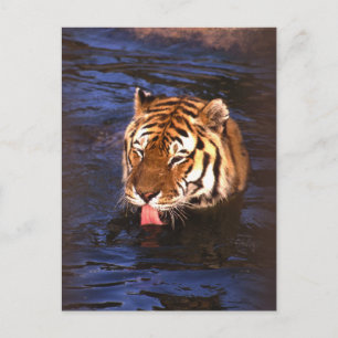 Postal Tigre2