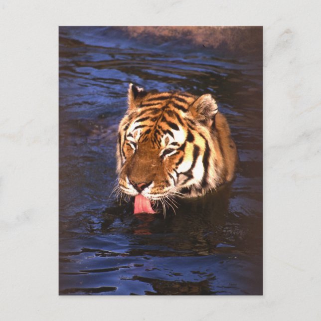 Postal Tigre2 (Anverso)