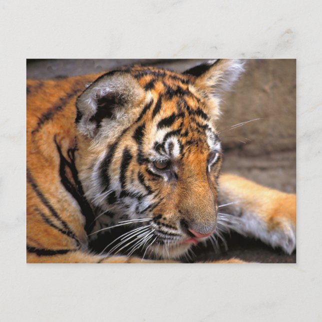 Postal Tigre38 (Anverso)