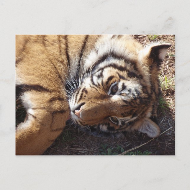 Postal Tigre 2 (Anverso)