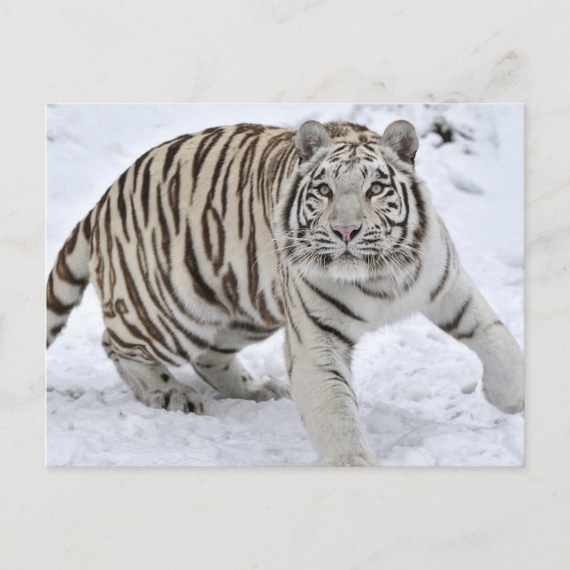 Postal Tigre blanco (Anverso)