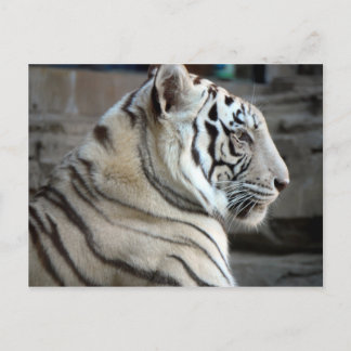 Postal Tigre blanco