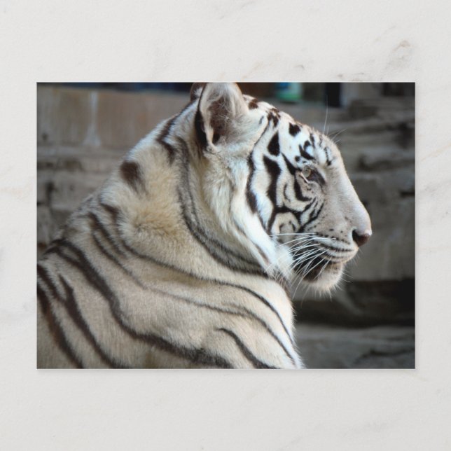 Postal Tigre blanco (Anverso)