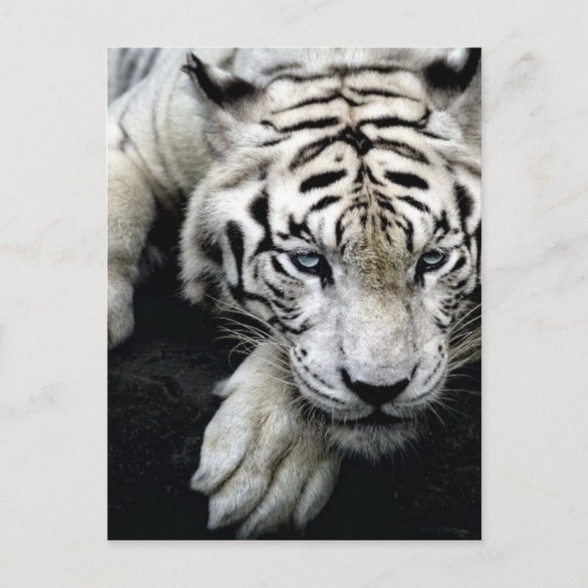 Postal Tigre blanco (Anverso)