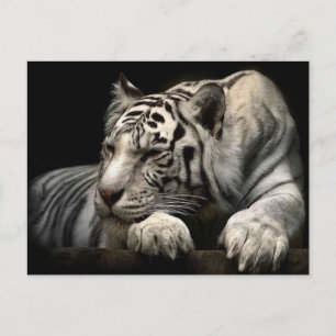 Postal Tigre blanco