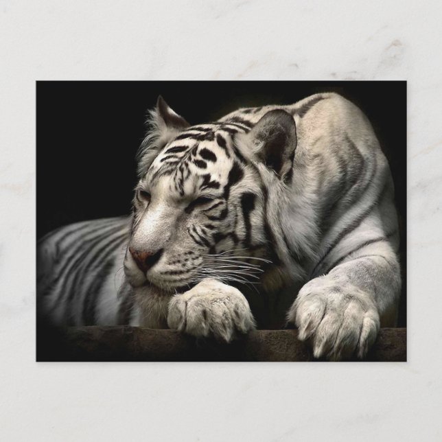 Postal Tigre blanco (Anverso)
