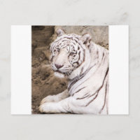 Tigre blanco