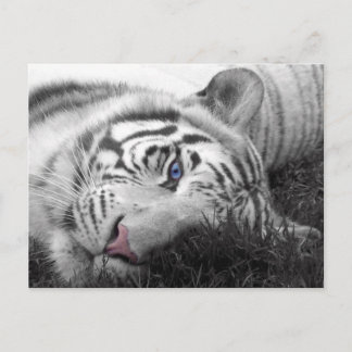 Postal Tigre blanco