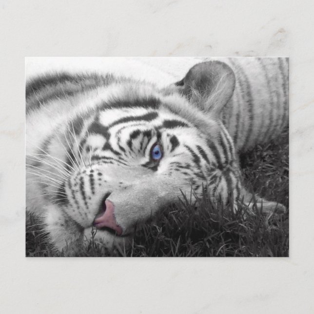 Postal Tigre blanco (Anverso)